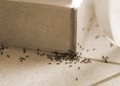 Ameisenbefall im Haus
