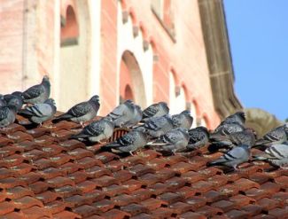 Tauben auf einem Hausdach