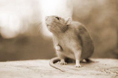 Rattenbekämpfung