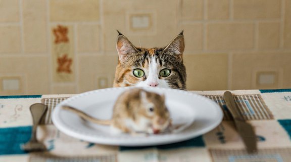 Professionelle Mäuse- und Rattenbekämpfung