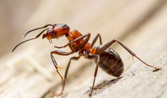 Ameisen im Haus loswerden
