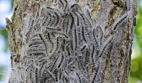 Eichenprozessionsspinner bekämpfen