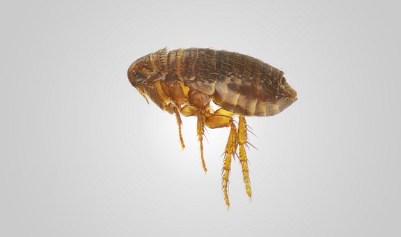 Flöhe wirksam bekämpfen