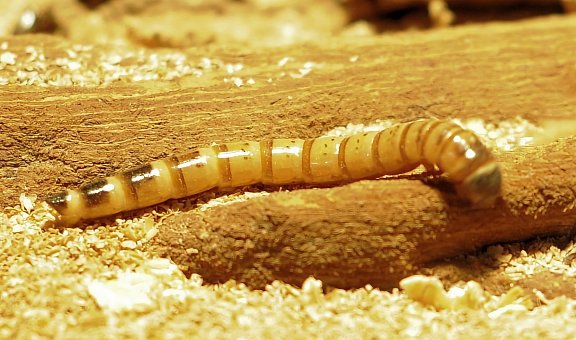 Holzwürmer effektiv bekämpfen