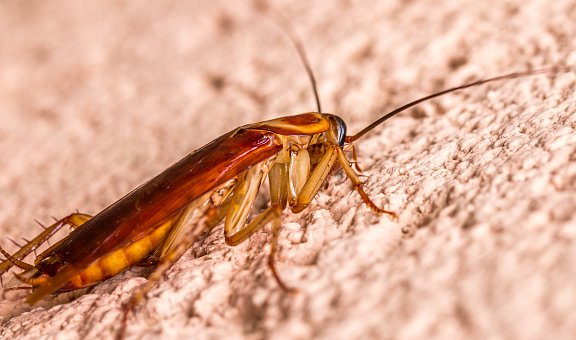 Schaben & Kakerlaken wirksam bekämpfen