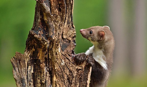 Professionelle Mardervergrämung