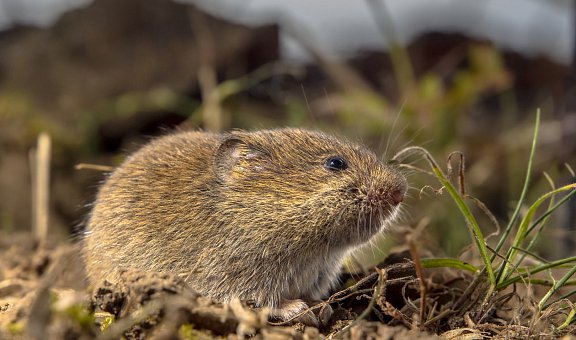 Professionelle und effektive Mäusebekämpfung