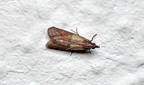 Motten professionell bekämpfen