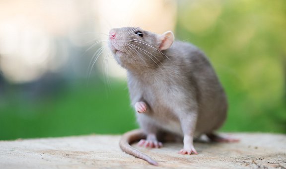 Ratten professionell und dauerhaft bekämpfen