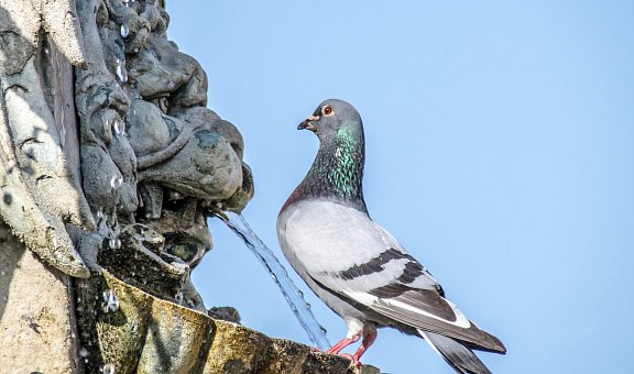 Taubenabwehr mit professionellen Mitteln