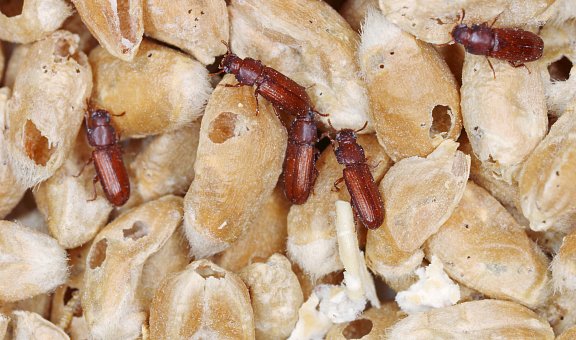 Material- & Vorratsschädlinge gezielt bekämpfen