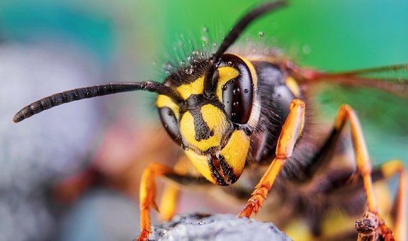Wespennest entfernen lassen