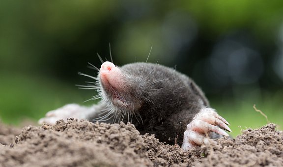 Maulwürfe wirksam bekämpfen und vergrämen