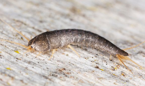 Silberfische nachhaltig wieder loswerden