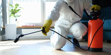 SUNBUGS Schädlingsbekämpfung - Professionell, zuverlässig & diskret