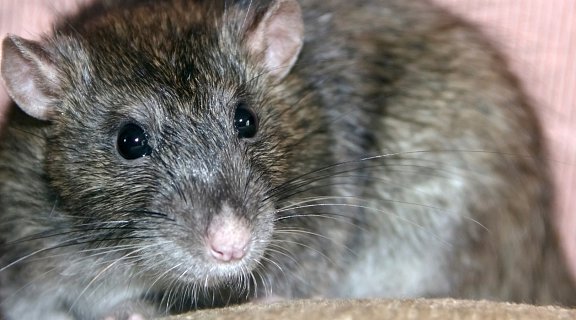 Professionelle Mäuse- und Rattenbekämpfung durch SUNBUGS