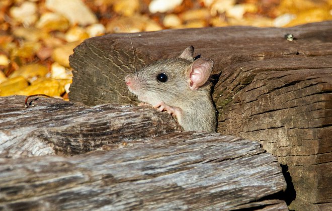 Maus im Garten