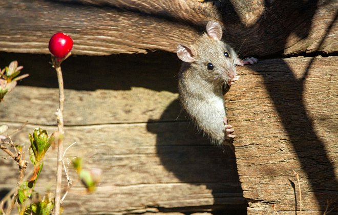 Maus im Kompost