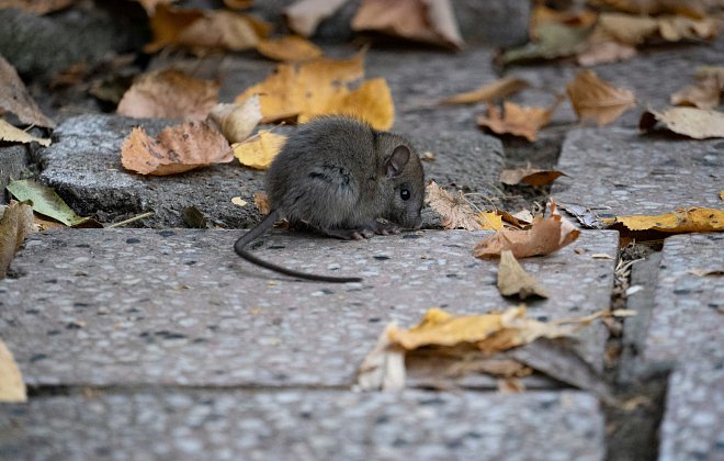 Maus im Vorgarten