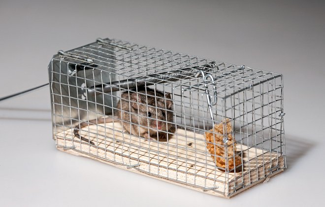 Maus in Lebendfalle gefangen