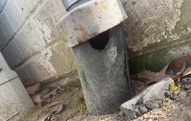 Beschädigung eines Abflussrohrs durch Ratten