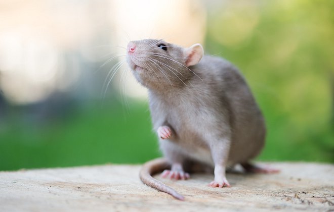 Ratte auf der Terasse