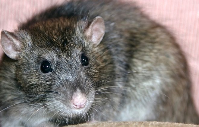 Ratte in Nahaufnahme