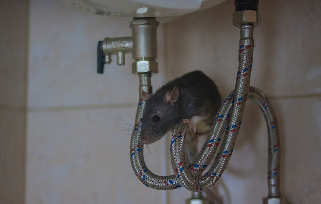 Ratte im Badezimmer