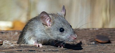 Professionelle Rattenbekämpfung durch SUNBUGS