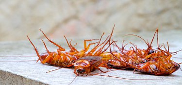 Professionelle Schaben- und Kakerlakenbekämpfung durch SUNBUGS