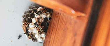 Professionelle Wespenbekämpfung durch SUNBUGS