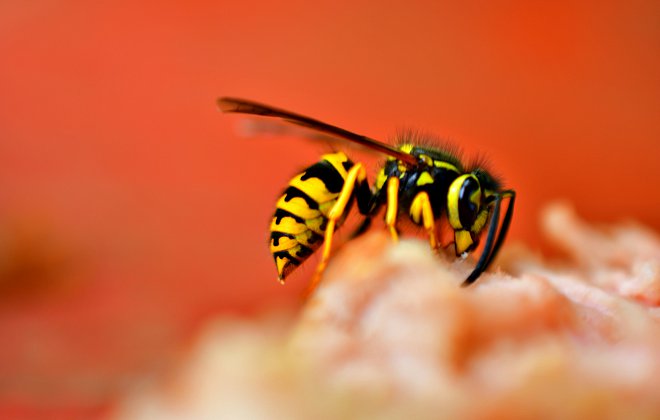 Wespe in Nahaufnahme