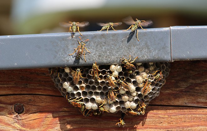 Wespennest im Garten