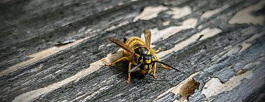 Professionelle Hornissenbekämpfung durch SUNBUGS