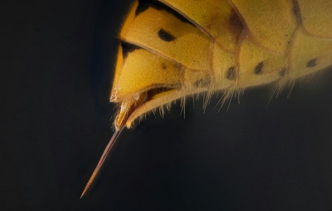 Stachel einer Hornisse in Nahaufnahme