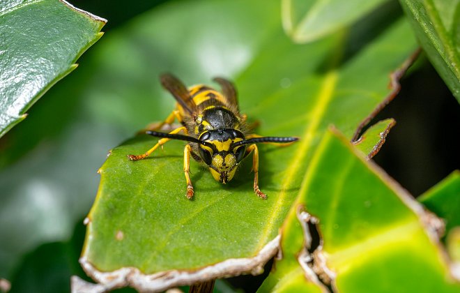 Hornisse in Nahmaufnahme