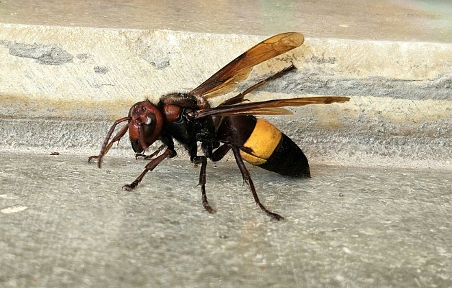 Hornisse in der Wohnung
