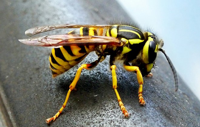 Hornisse in Nahmaufnahme