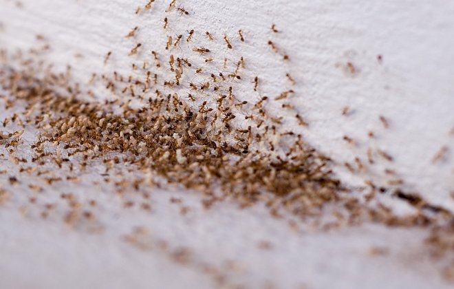 Starker Ameisenbefall in der Wohnung