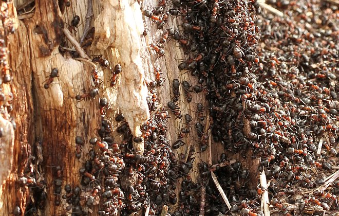 Ameisennest im Garten
