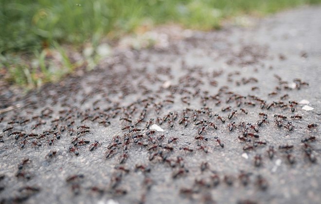 Ameisen im Vorgarten