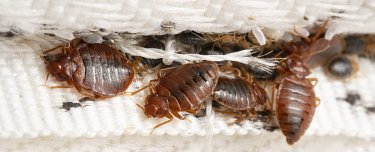 Professionelle Bettwanzenbekämpfung durch SUNBUGS