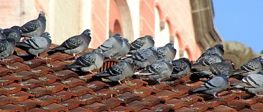 Professionelle Taubenbekämpfung durch SUNBUGS