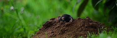 Professionelle Maulwurfvergrämung durch SUNBUGS