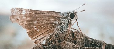 Professionelle Mottenbekämpfung durch SUNBUGS