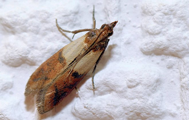 Motte in der Küche (im Mehl)