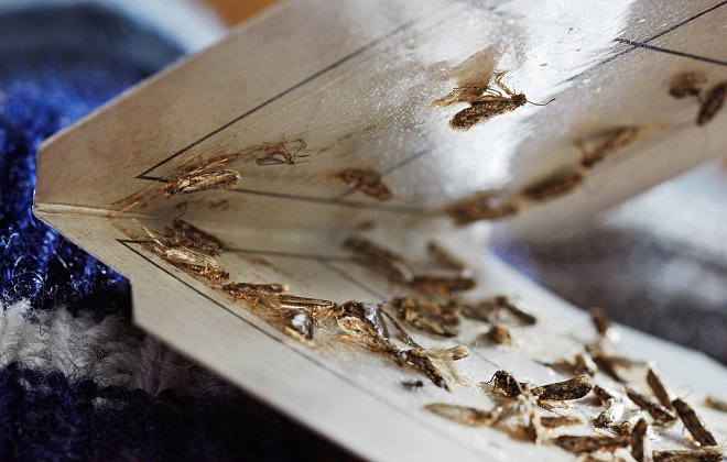 Motten in Klebefalle