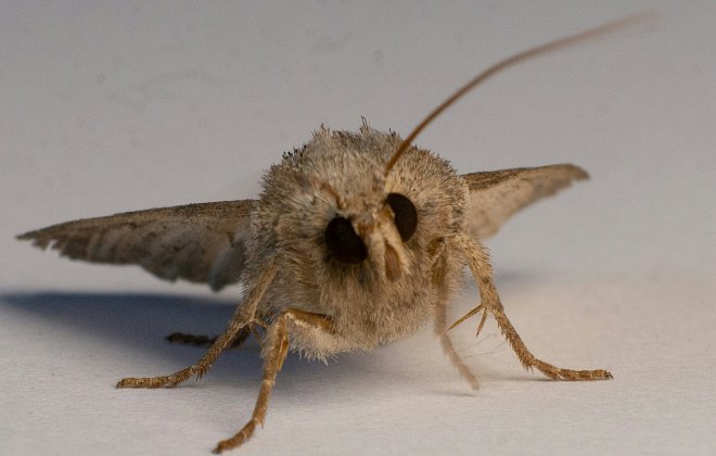 Motte in Nahmaufnahme