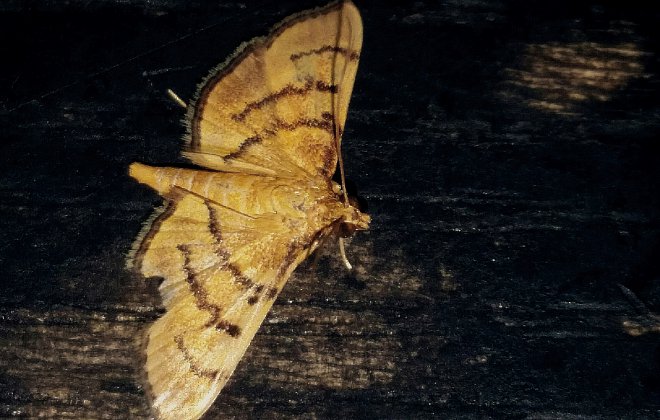 Motte in Nahmaufnahme