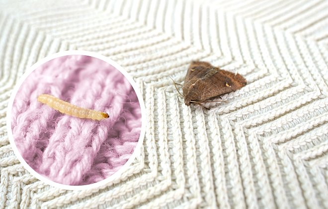 Motte und Larve auf Kleidung